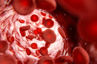 What red blood cells do - How your erythrocytes work
