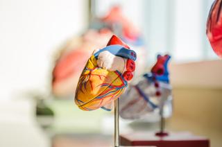 The heart: Pumping life into the circulatory system