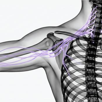 MR Plexus brachialis