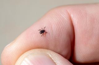 TBE-fallen i Sverige har fördubblats på tio år – här är vad du behöver veta