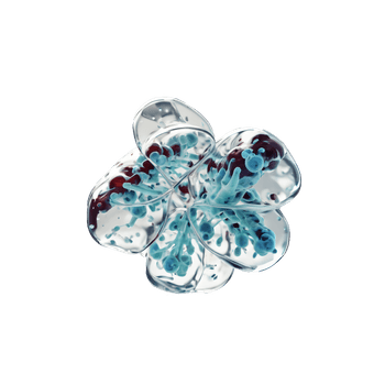 Mycoplasma PCR test