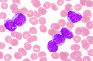 Leukocytes – An overview of the different types and their importance